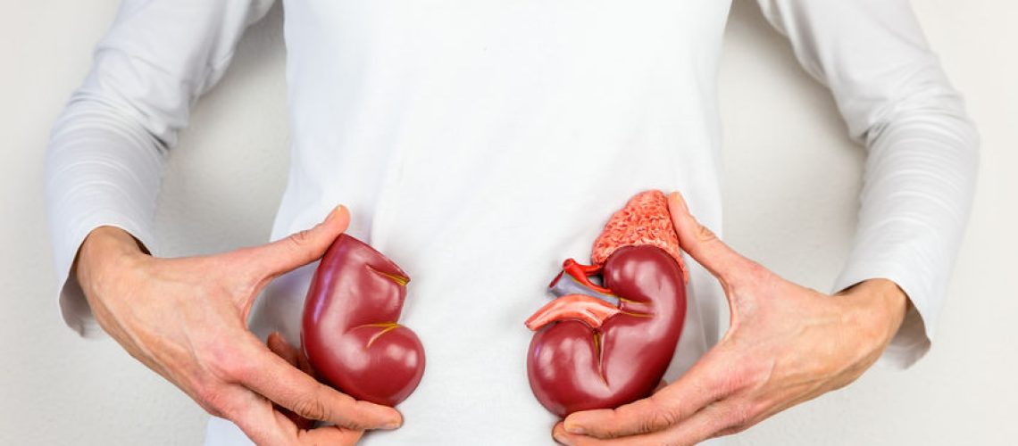 71894552 - woman holding model human kidney halves at white body